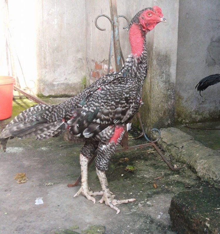 Hình ảnh gà chọi đẹp