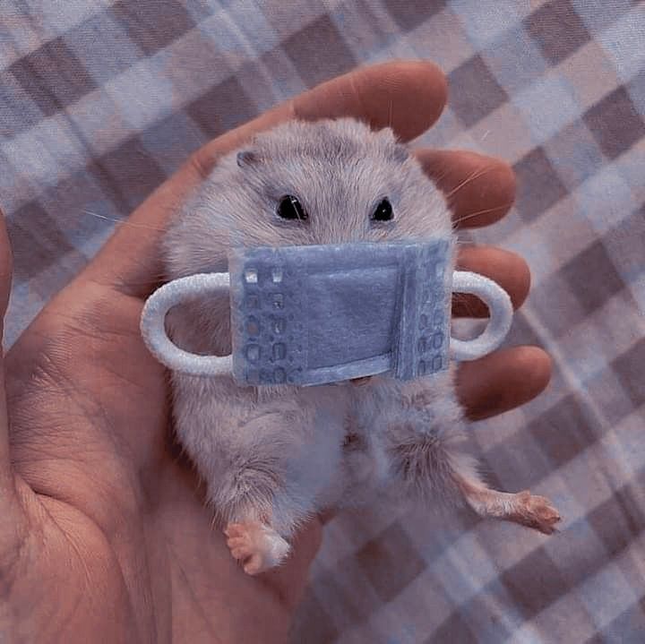 Bộ sưu tập meme chuột Hamster vui nhộn, dễ thương