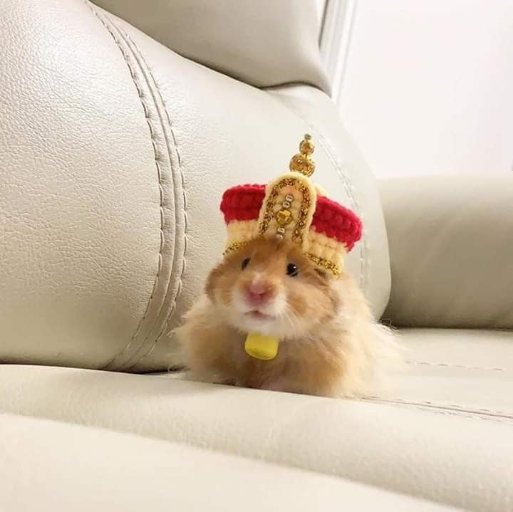 Bộ sưu tập meme chuột Hamster vui nhộn, dễ thương