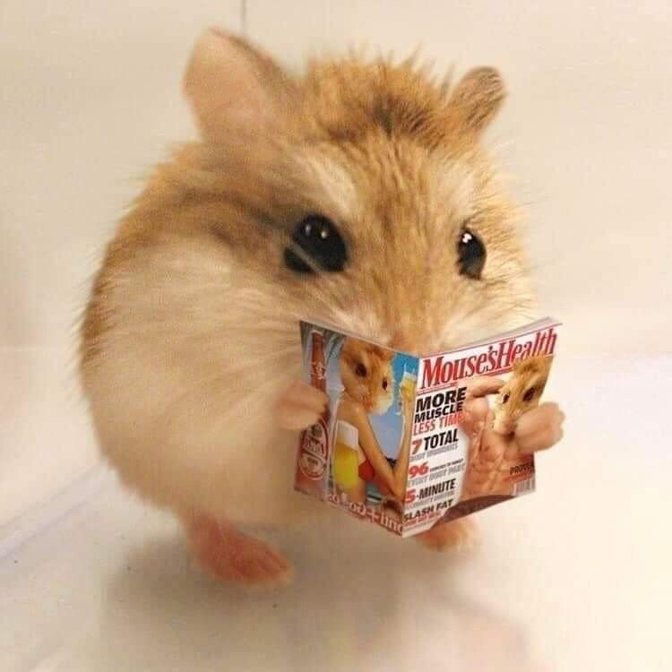 Bộ sưu tập meme chuột Hamster vui nhộn, dễ thương