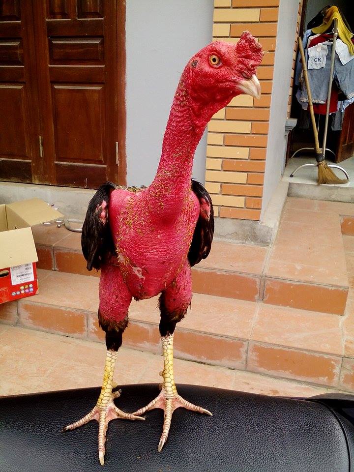 Hình ảnh gà chọi đẹp