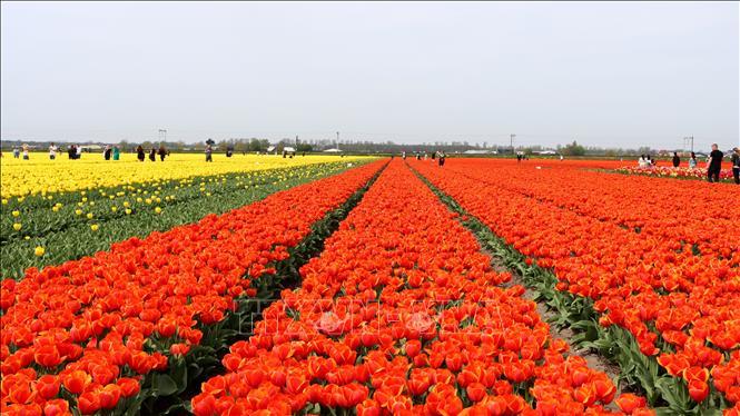 Rực rỡ những cánh đồng hoa tulip ở Hà Lan