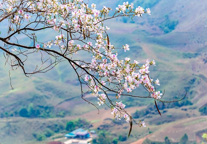 Hoa ban Tây Bắc - nét đẹp tinh khôi vùng cao