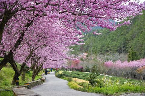 ĐIỂM DANH CÁC ĐỊA ĐIỂM NGẮM HOA ANH ĐÀO ĐẸP NHẤT TRÊN THẾ GIỚI