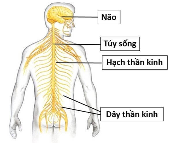 Tất tần tất các bộ phận trên cơ thể người bạn nên biết