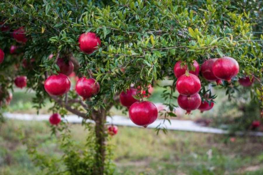 Cây Lựu: Đặc Điểm, Công Dụng, Ý Nghĩa, Cách Trồng Và Cách Chăm Sóc