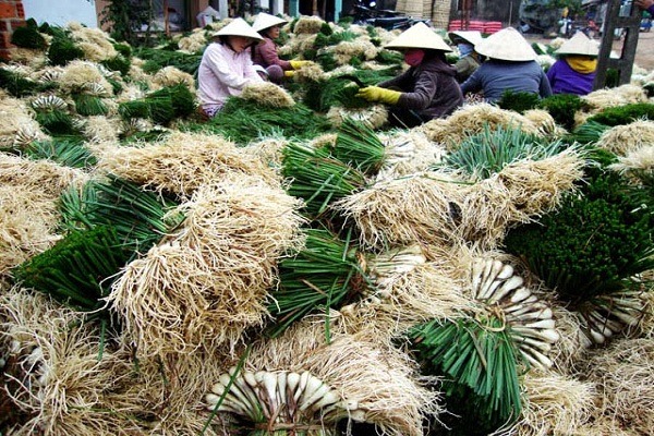 Danh sách từ vựng các loại rau bằng tiếng Anh