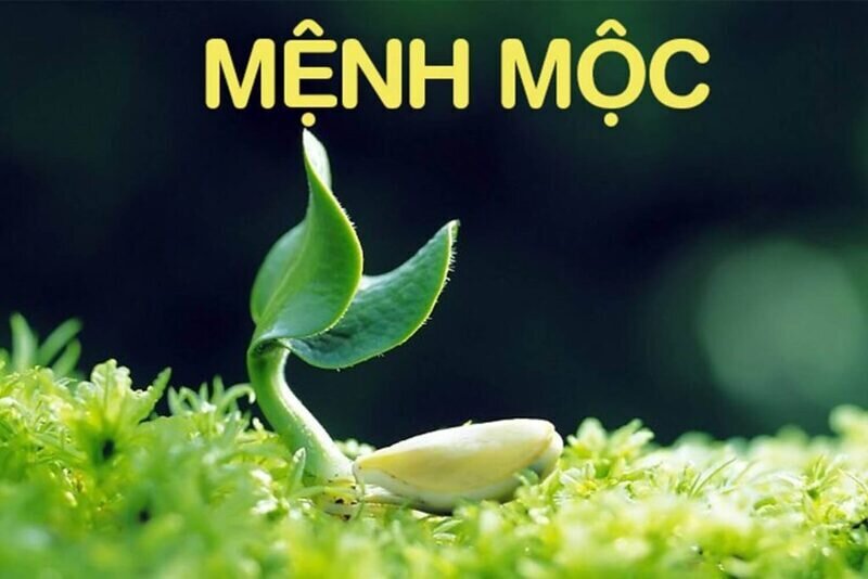 Mệnh Mộc Hợp Xe Màu Gì? Bí Quyết Chọn Màu Xe Thu Hút Tài Lộc
