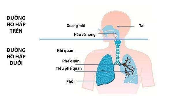 Tất tần tất các bộ phận trên cơ thể người bạn nên biết